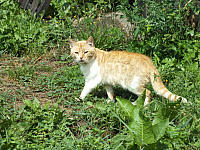 12.08.2012 12:21:47
12.08.2012
Rumänien 2012
Rumänien
Galerie