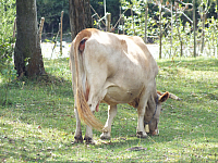 12.08.2012 14:24:14
12.08.2012
Rumänien 2012
Rumänien
Galerie