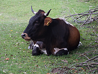 12.08.2012 14:53:26
12.08.2012
Rumänien 2012
Rumänien
Galerie