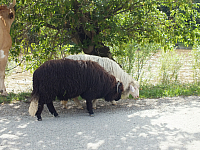 12.08.2012 15:24:28
12.08.2012
Rumänien 2012
Rumänien
Galerie